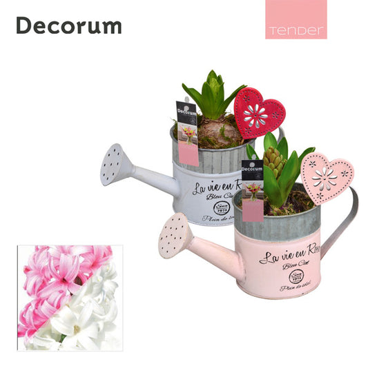 Hyacinth watering cans